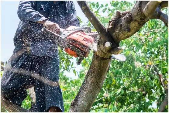 tree services El Paso